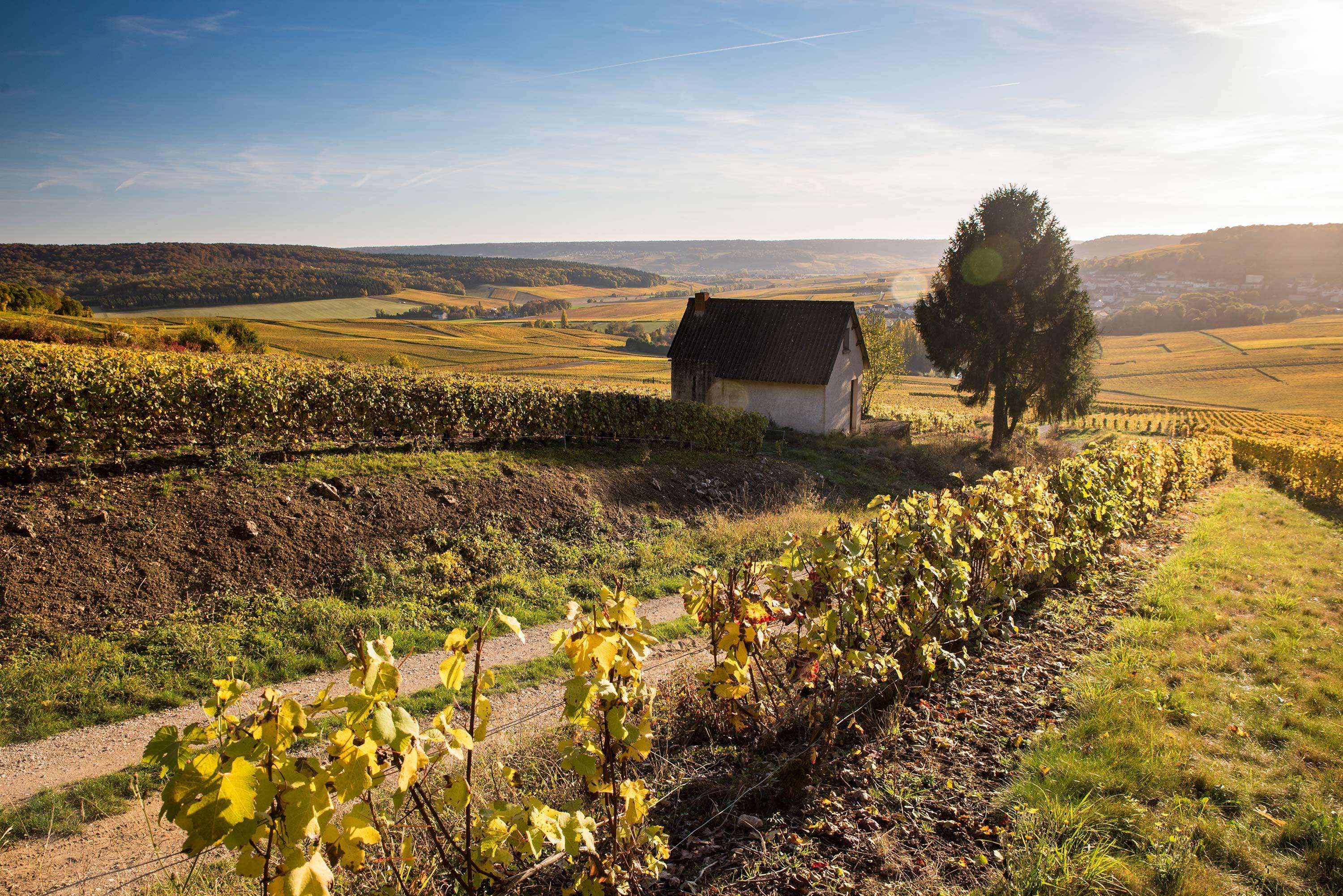 Vallée de la marne