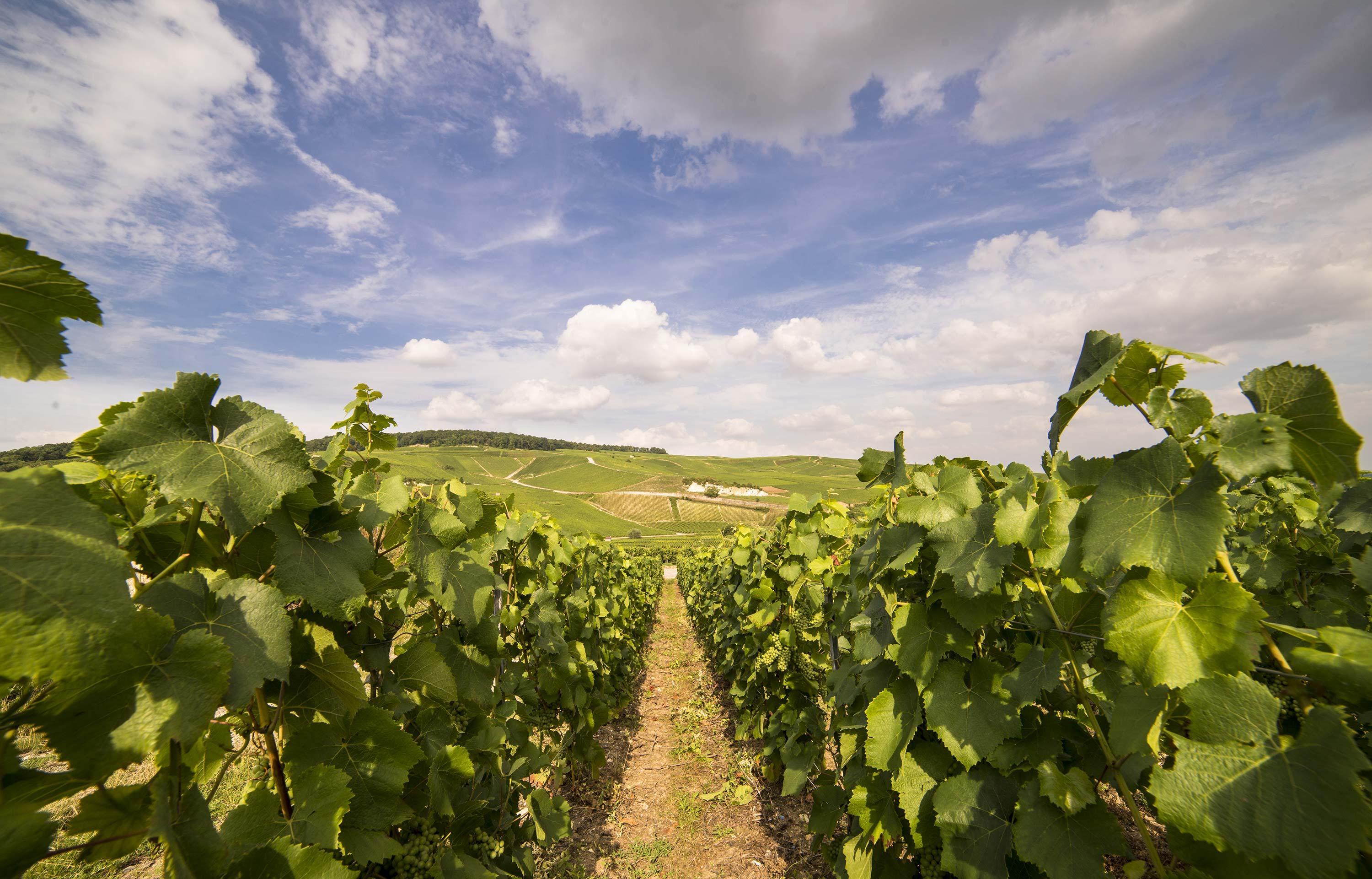 Côte des blancs